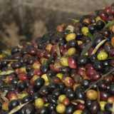 L'oliva peranzana, variet� presente nelle campagne foggiane: l'olio che ne deriva pu� avere un retrogusto di pomodoro fresco